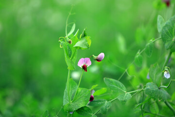 Obraz na płótnie Canvas Red pea flowers in farmland, North China