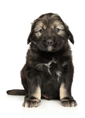 Caucasian shepherd puppy on white background