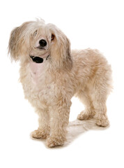 Chinese crested powder puff