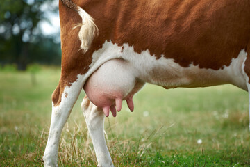 A close-up of a cow's udder