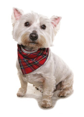 West highland terrier