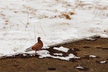Lonely wild pigeon on a background of snow.