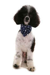 Miniature poodle