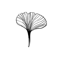 Vector drawing line art leaf. Beautiful ginkgo leaves isolated. Trending plant design