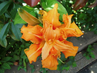 橙色の萎びた花