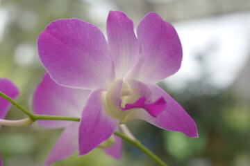 Beautiful orchids with a natural background
