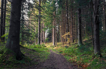 Path in Beautiful autumn forest in the north at sunset with very tall fir trees