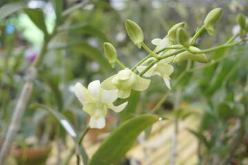 Beautiful orchids with a natural background