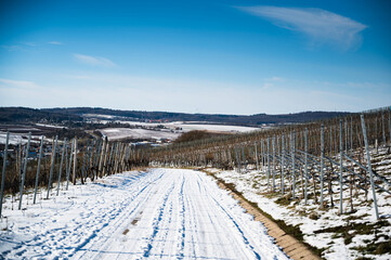 A beautiful shot of a snowy vineyard road with a blue sky in the background