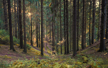 Beautiful autumn forest in the north at sunset with very tall fir trees
