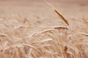 Ripe ears of rye on the field