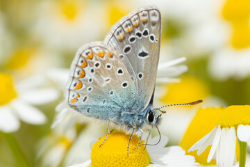 Common blue butterfly (Polyommatus icarus), butterfly with closed wings on the flower with yellow and white background