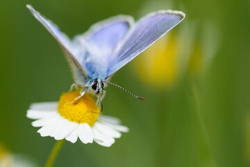 Common blue butterfly (Polyommatus icarus), blue butterfly on the flower taking nectar