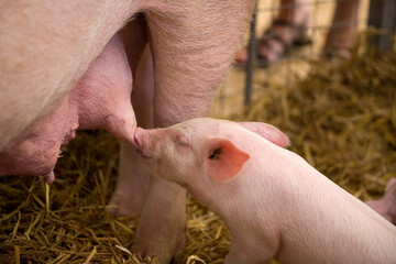 Large white pig