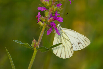 Green-veined white (Pieris napi), white butterfly on lilac flower with green background