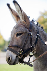 Obraz premium Donkey