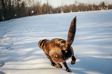 A dog that is standing in the snow a Labrador