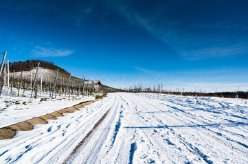 A beautiful shot of a snowy vineyard road with a blue sky in the background