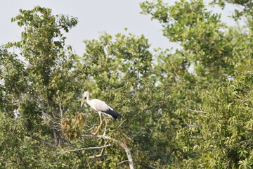 Sundarban Wildlife