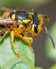 L'insetto con il polline
