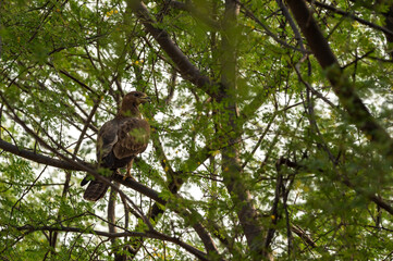 Oriental Honey Buzzard or Pernis Ptilorhyncus on tree in green background at Ranthambore national park or Tiger Reserve Rajasthan India