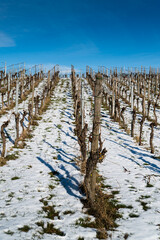 Obraz premium A beautiful shot of a vineyard in winter with a blue sky background