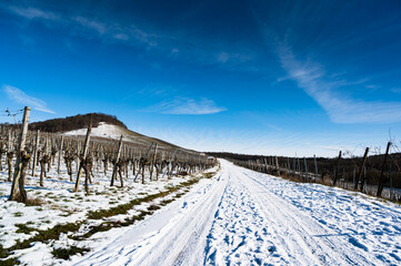 Fototapeta na wymiar A beautiful shot of a snowy vineyard road with a blue sky in the background