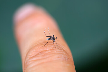 A mosquito sucks blood on human skin