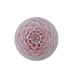 peony flower open bloomed gently pink with gold border spring summer