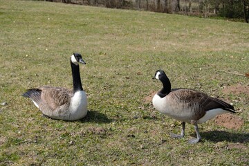 Two happy ducks on the meadow in the sun
