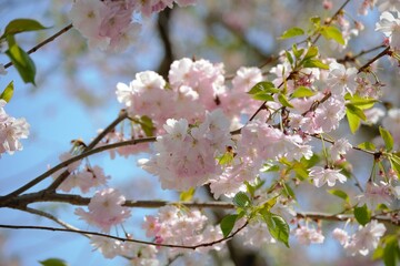 A beautiful cherry blossom magic