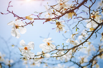 Gorgeous lush magnolia flowers in sunlight against blue sky.