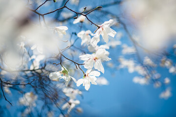 Gorgeous lush magnolia flowers in sunlight against blue sky.