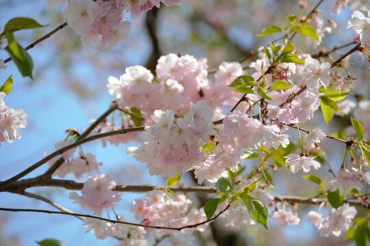 A beautiful cherry blossom magic