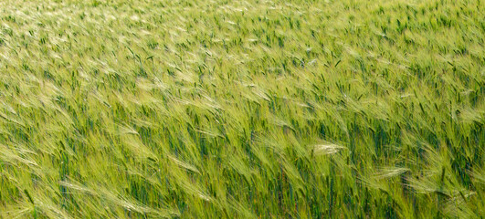 Panorama of beautiful farm landscape of green and yellow wheat field with a wave of light at late Spring, background, details.