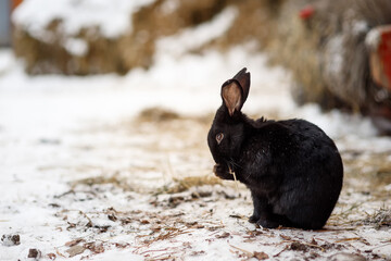 Sad black rabbit sitting in the snow and eating