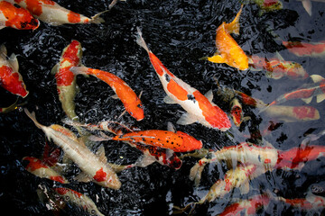 Obraz na płótnie Canvas Koi fish swim in the pond