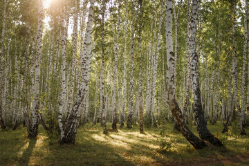 Beautiful landscape. Russian forest. White birch trunks. The spring sun illuminates the birch grove