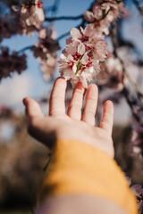 unrecognizable woman hand touching almond tree flowers at sunset in park. Springtime and blossom