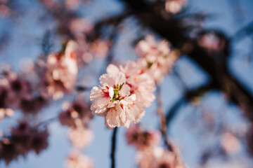beautiful close up of almond tree flowers at sunset in nature. Blossom and springtime