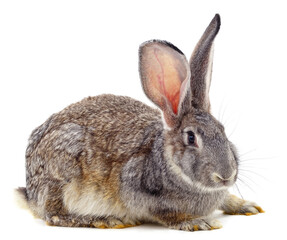 Fototapeta premium One gray rabbit.