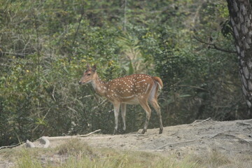 Sundarbans Wildlife