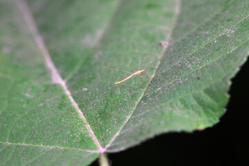 A bug inhabits a wild grass in North China