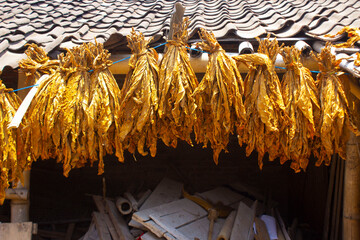 Drying traditional tobacco leaves with Hanging in a field, Indonesia. High quality dry cut tobacco big leaf.