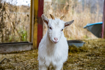 cute goat cub looks at the camera.
