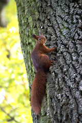 Eichh&ouml;rnchen am Baum
