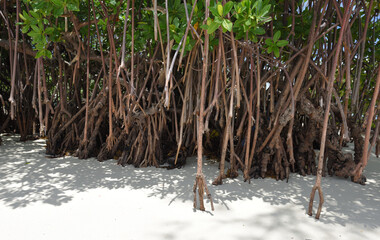 rote Mangroven an der Küste von Grand Bahama
