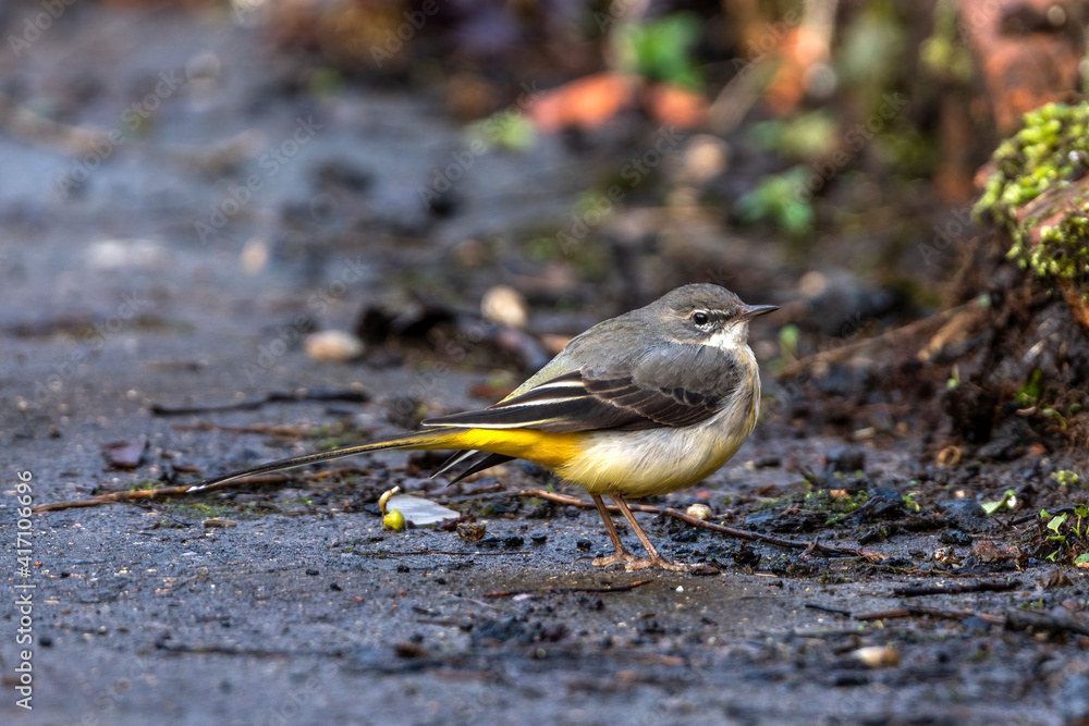 Wall mural Grey Wagtail (Motacilla cinerea) which is a common insect eating bird with a yellow under belly and usually found by a stream or a river side, stock image photo