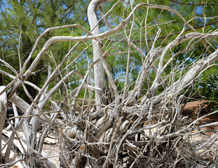 abgestorbenes Wurzelholz an der K&uuml;ste