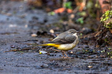Grey Wagtail (Motacilla cinerea) which is a common insect eating bird with a yellow under belly and usually found by a stream or a river side, stock image photo